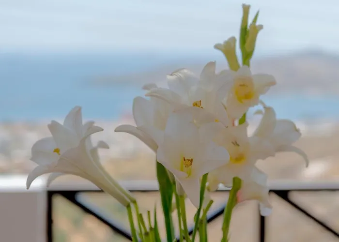 Vera Vista 아노 시로스